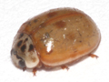 Adalia decempunctata